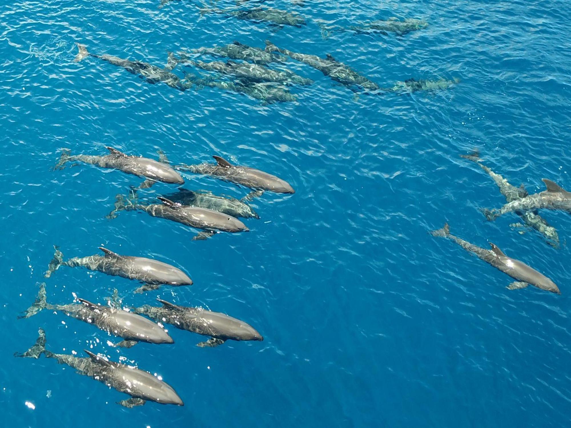 Atauro Dive Resort Beloi Zewnętrze zdjęcie
