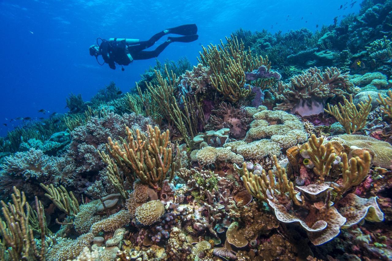 Atauro Dive Resort Beloi Zewnętrze zdjęcie