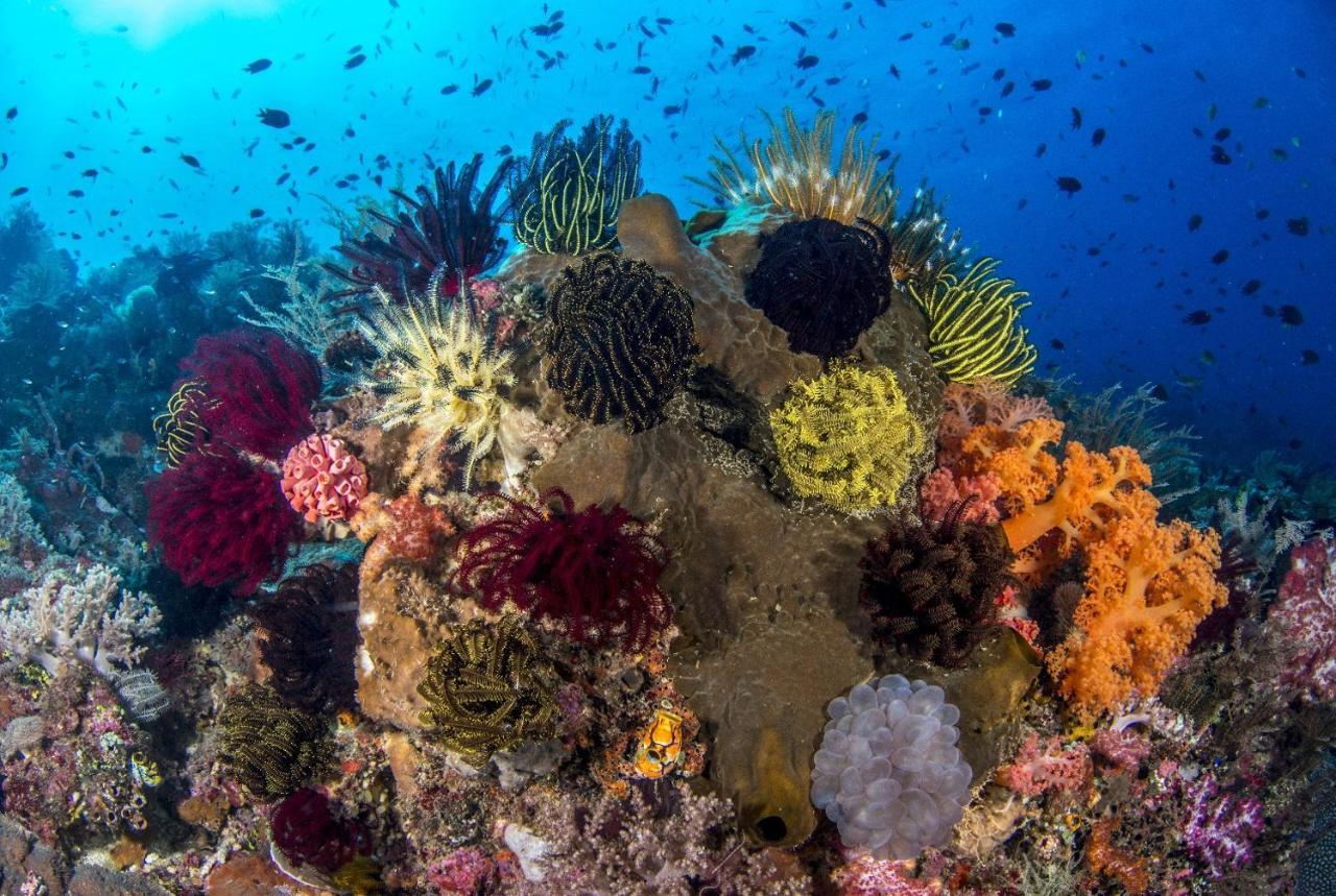 Atauro Dive Resort Beloi Zewnętrze zdjęcie