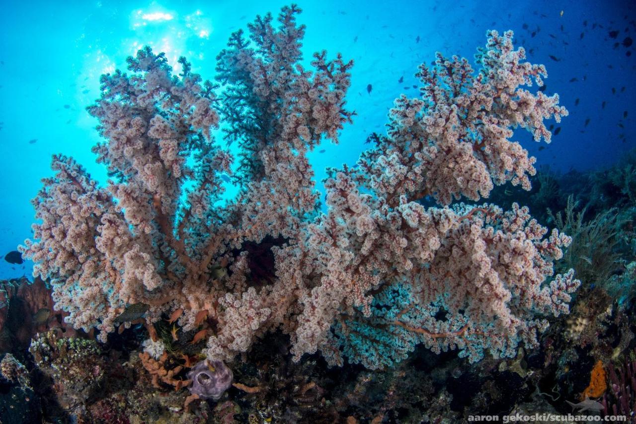 Atauro Dive Resort Beloi Zewnętrze zdjęcie