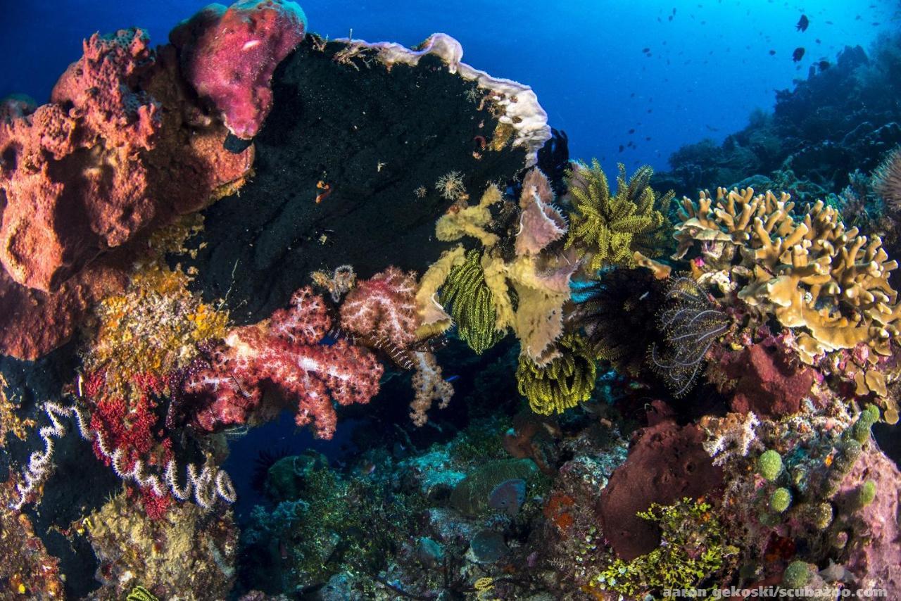 Atauro Dive Resort Beloi Zewnętrze zdjęcie