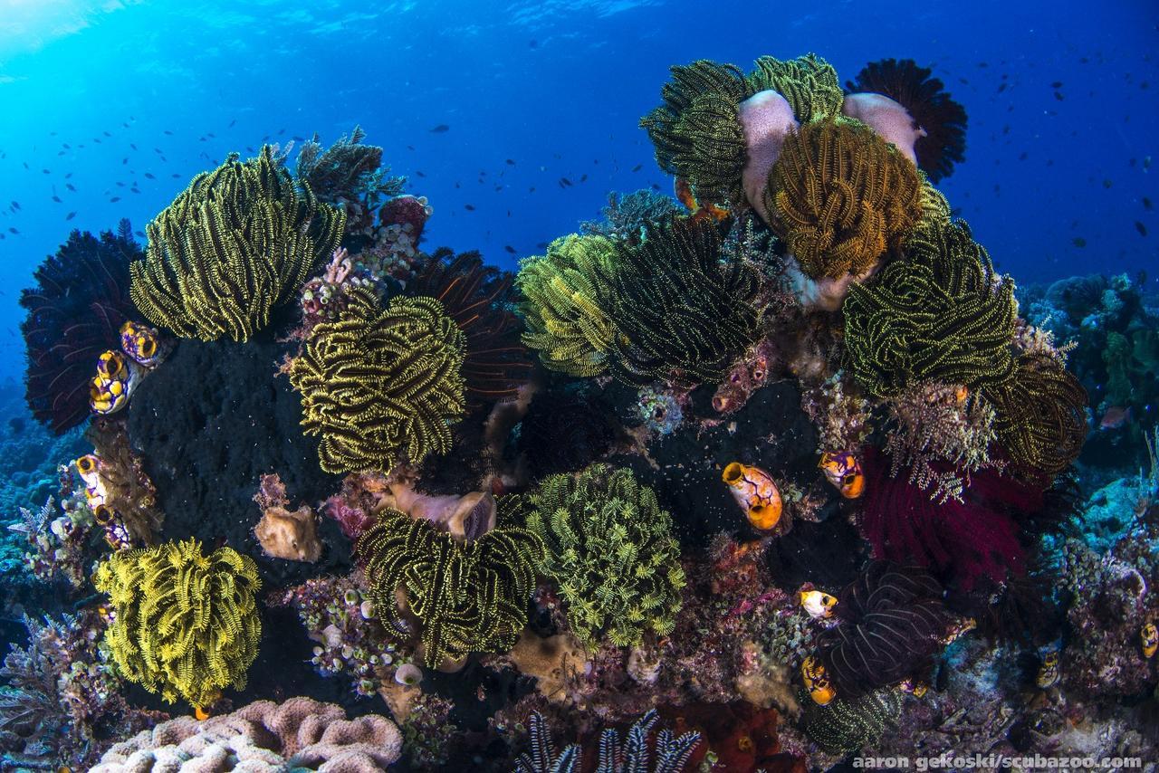 Atauro Dive Resort Beloi Zewnętrze zdjęcie
