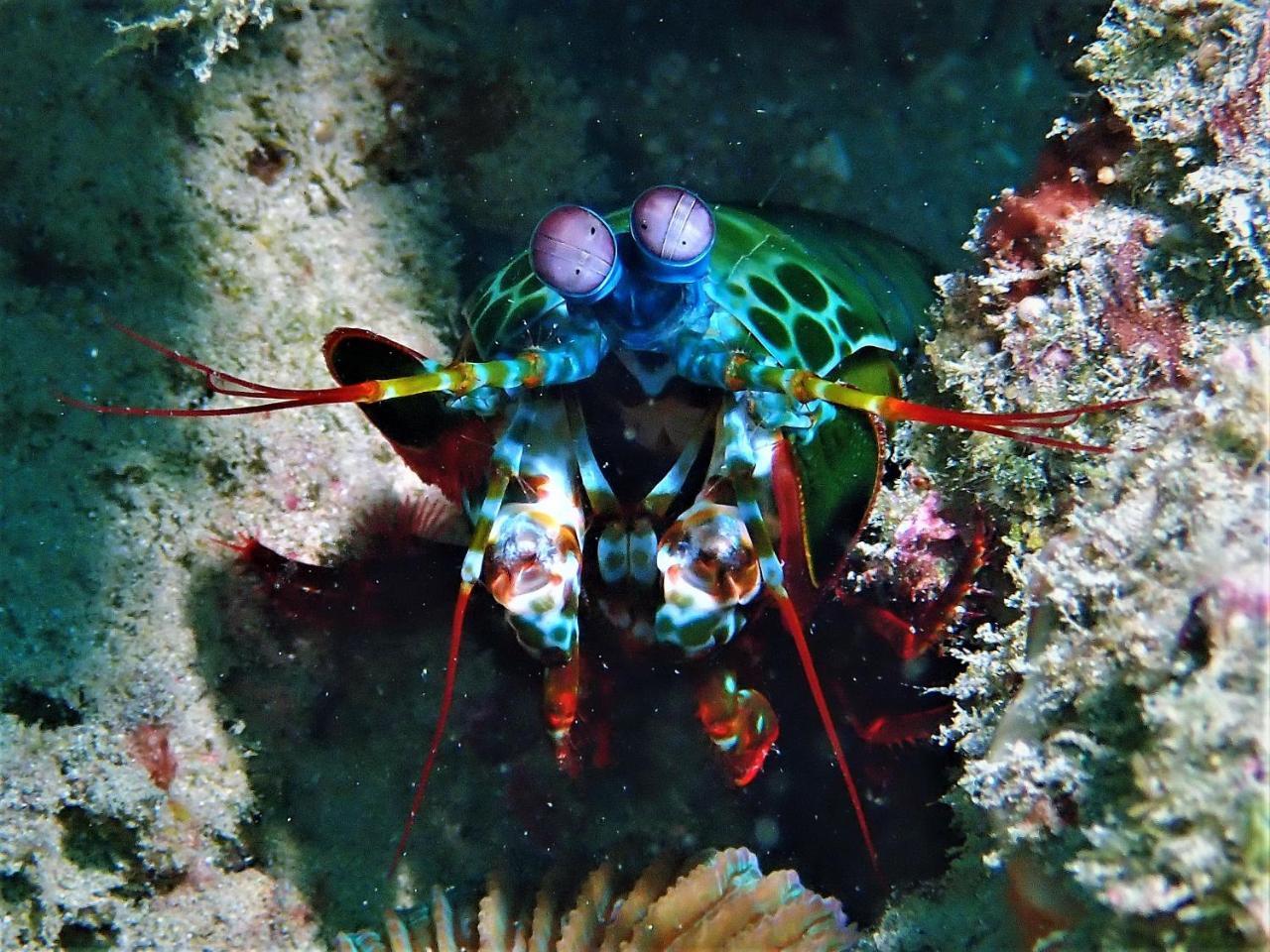 Atauro Dive Resort Beloi Zewnętrze zdjęcie